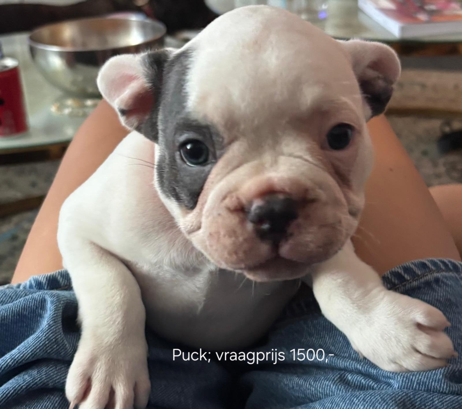 Franse Bulldog puppies te koop/mogen vrijdag nest verlaten, Dieren en Toebehoren, 8 tot 15 weken, Teef, Bulldog, Meerdere