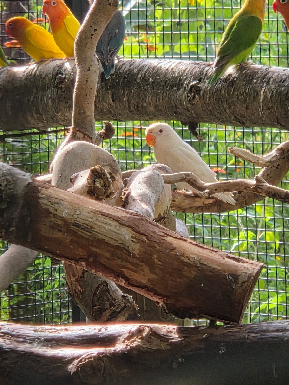 Albino fischeri, Dieren en Toebehoren, Meerdere dieren