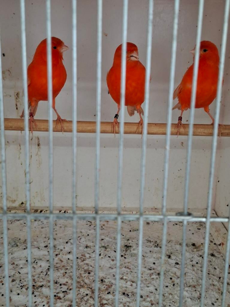 Vetstof rood poppen en een paar mannen, Dieren en Toebehoren, Vogels | Kanaries, Meerdere dieren, Kleurkanarie