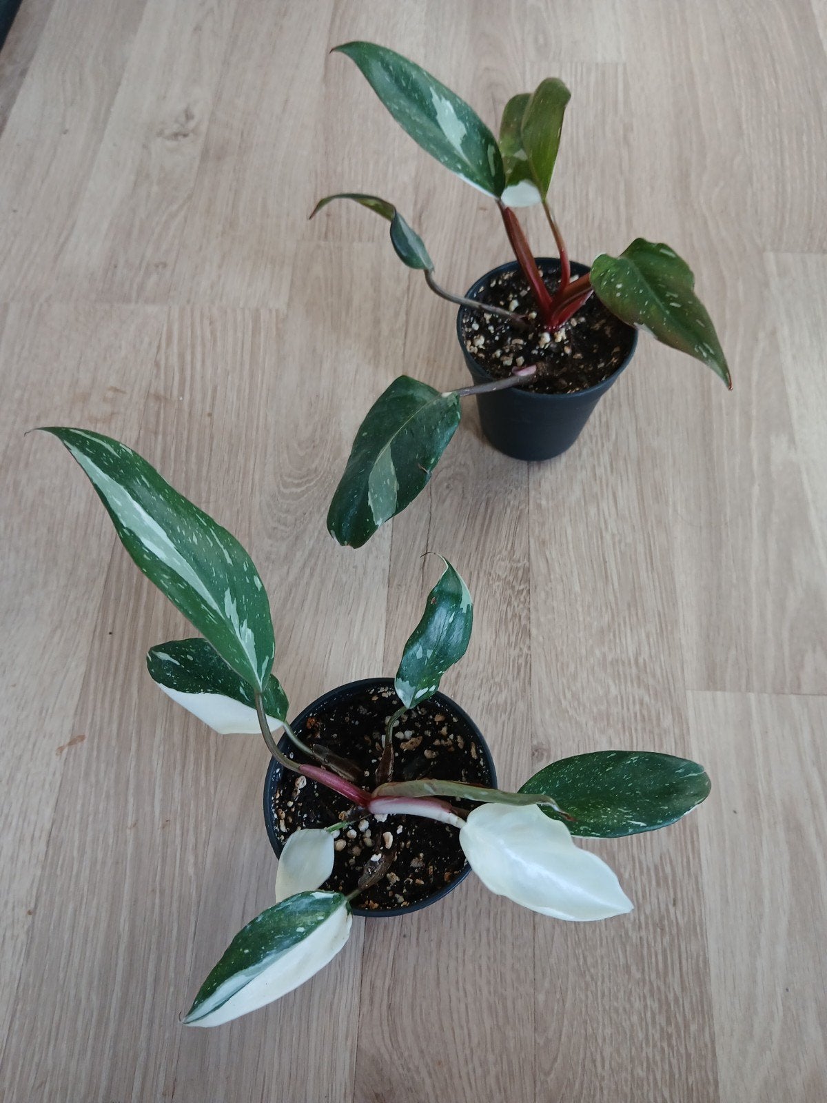 Philodendron Red Anderson, Huis en Inrichting, Kamerplanten, Ophalen of Verzenden, Halfschaduw, Minder dan 100 cm