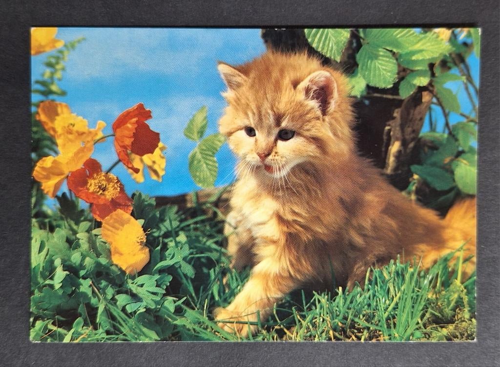 Oranje kitten onderzoekt de bloemetjes in de tuin, Verzamelen, Ansichtkaarten | Dieren, Ongelopen, 1980 tot heden, Hond of Kat