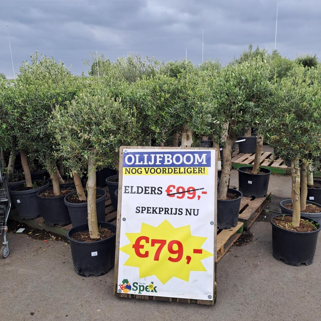 Olijfbomen vanaf €79 bij Tuincentrum van der Spek, Lente, 100 tot 250 cm, Olijfboom, Ophalen