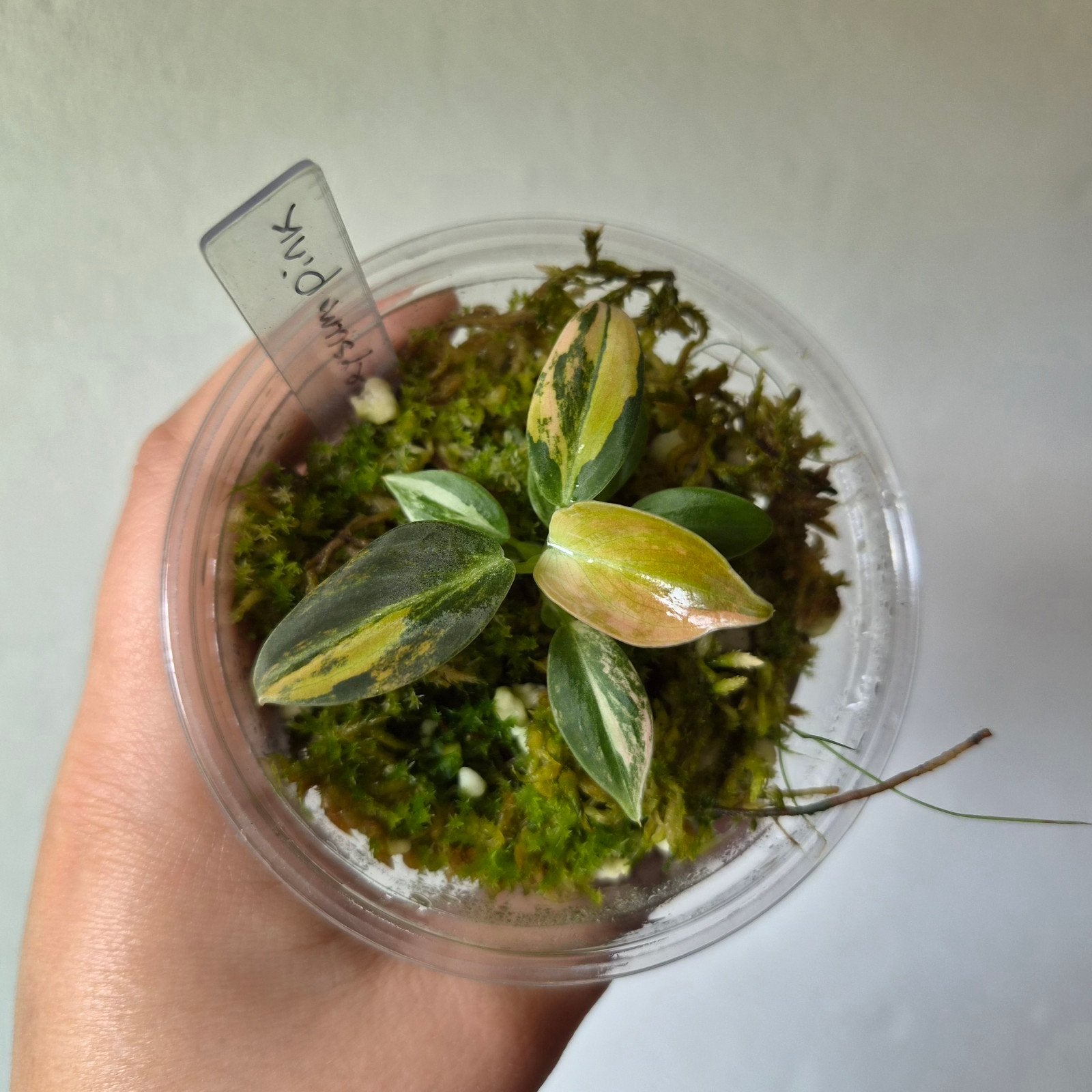 Philodendron Melanochrysum Pink variegated, Ophalen of Verzenden