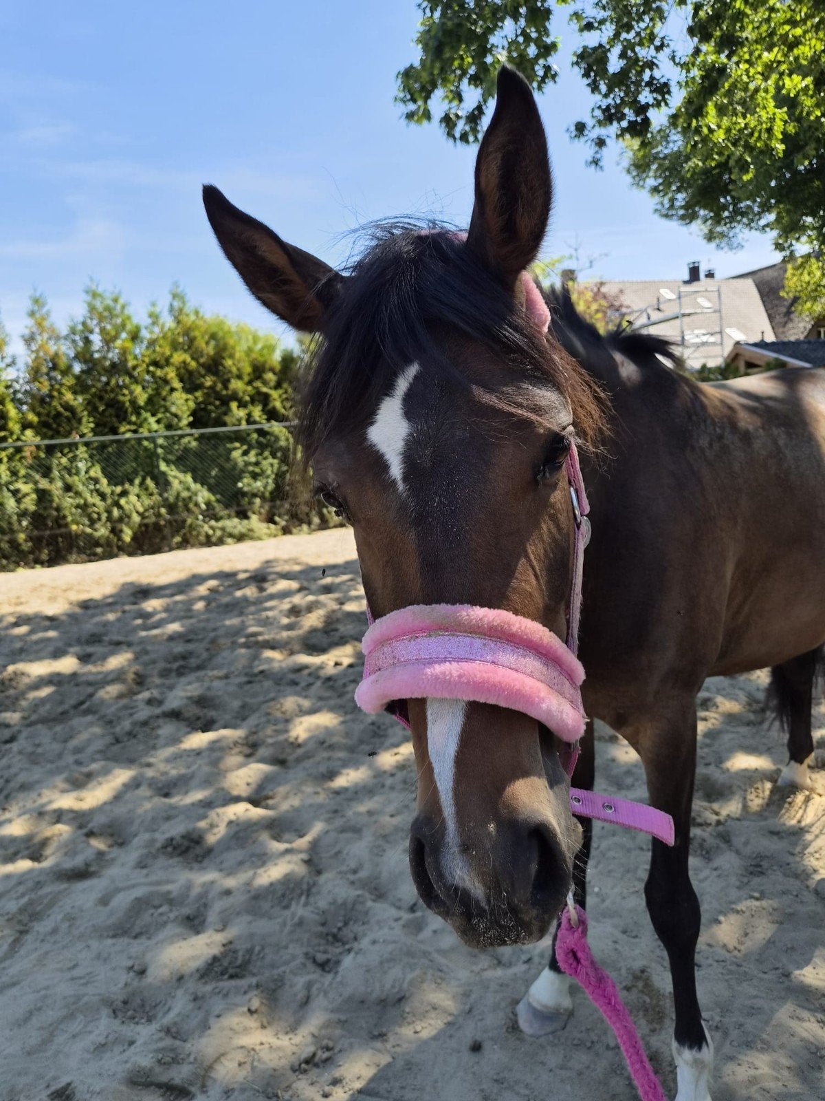 welsh D pony, Merrie