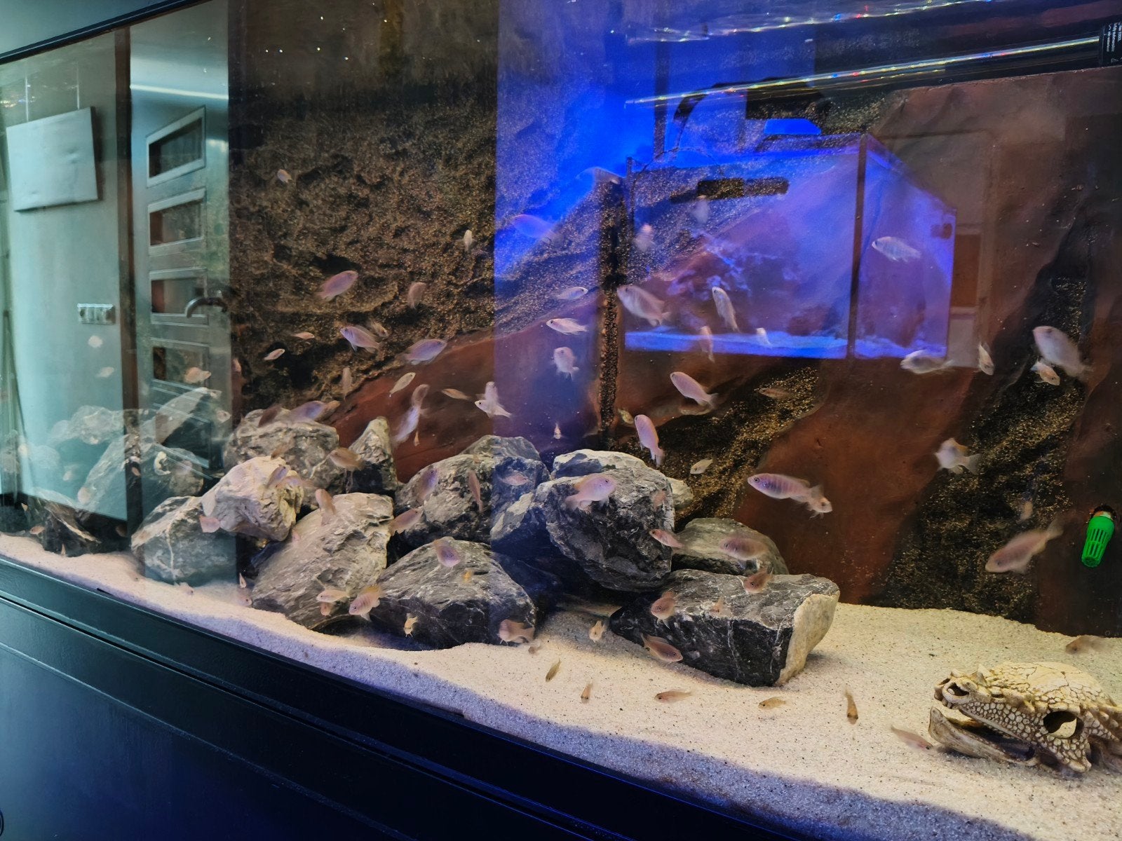 Jonge Malawi Cichliden, Dieren en Toebehoren, Vissen | Aquariumvissen, Vis