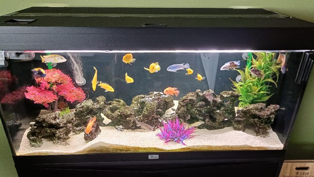 Aquarium, Ophalen, Zo goed als nieuw, Gevuld zoetwateraquarium