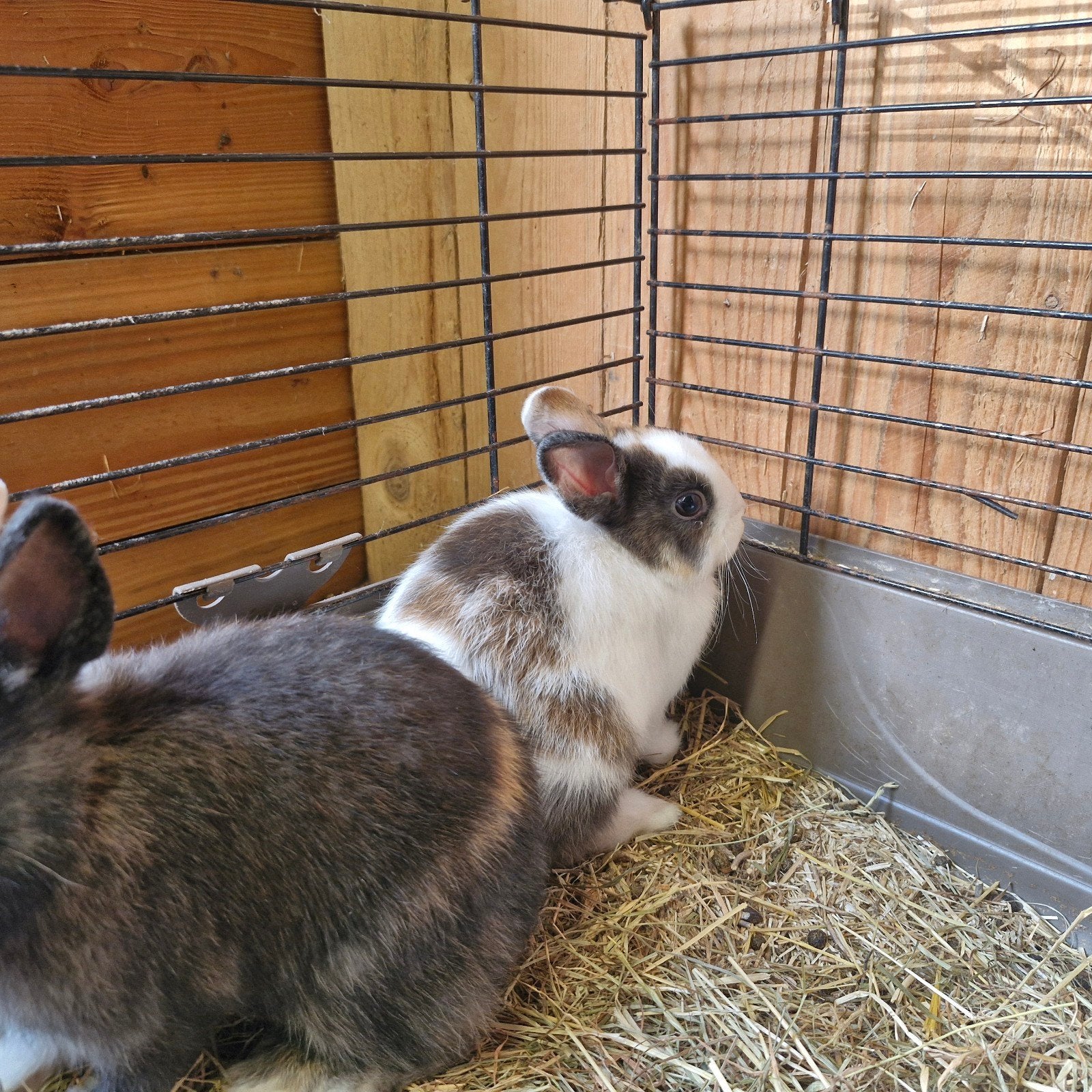 Dwergkonijnen jonge, Dieren en Toebehoren, Konijnen, Dwerg, Meerdere dieren