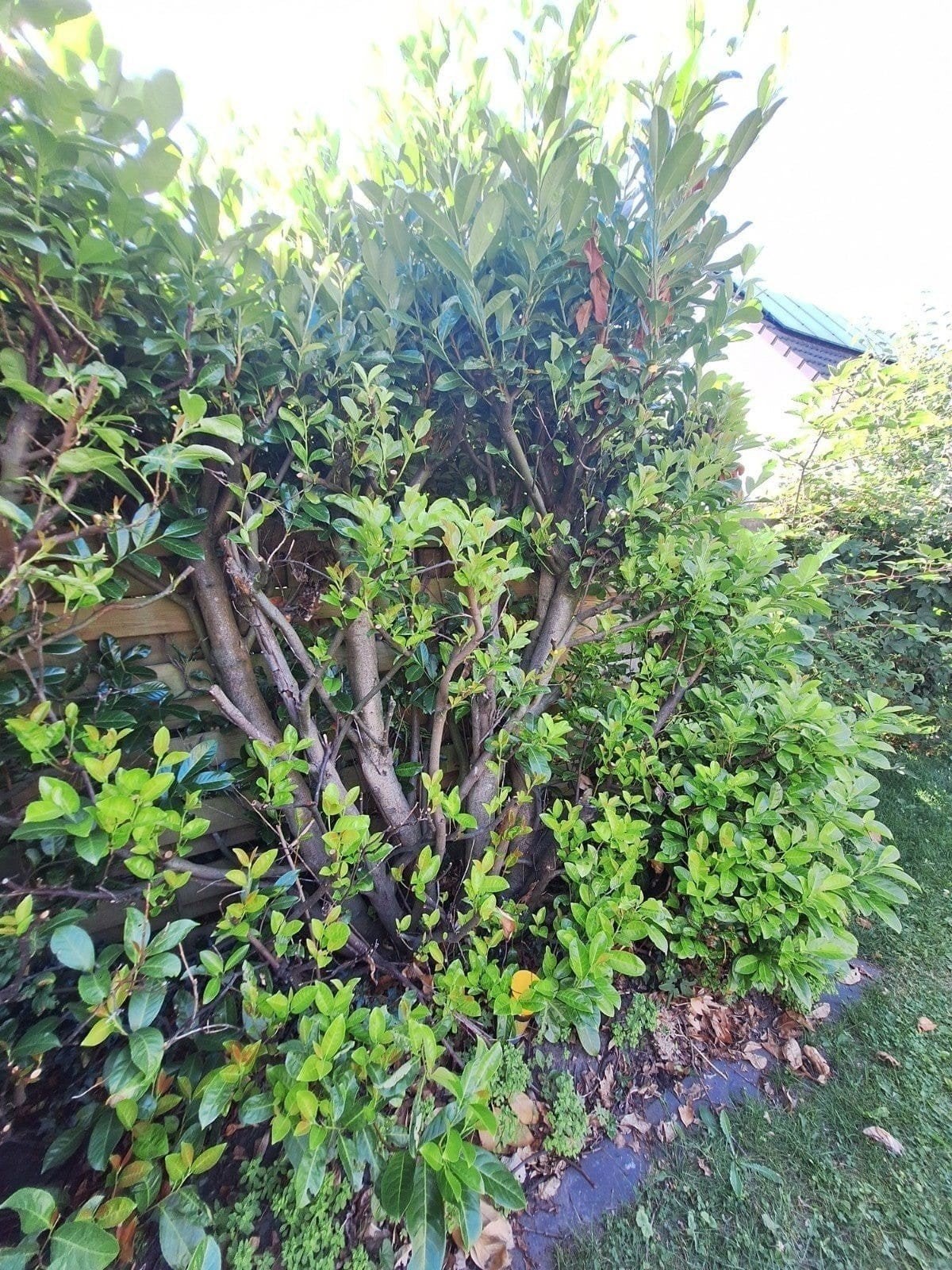 heg struik of haag weghalen of verwijderen, Ophalen of Verzenden, Taxus