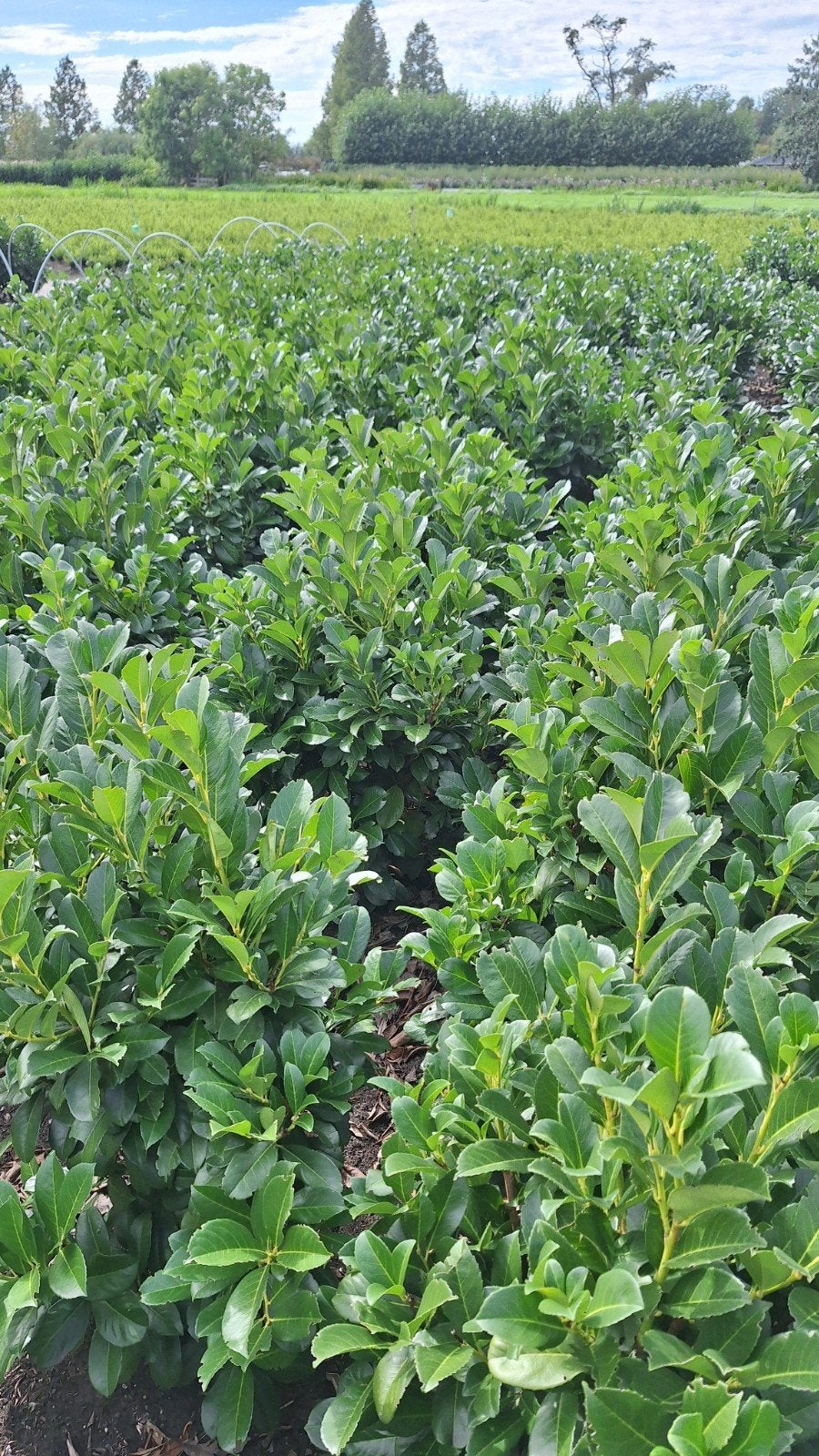 prunus laurier, Tuin en Terras, Ophalen, Laurier, Haag, 100 tot 250 cm