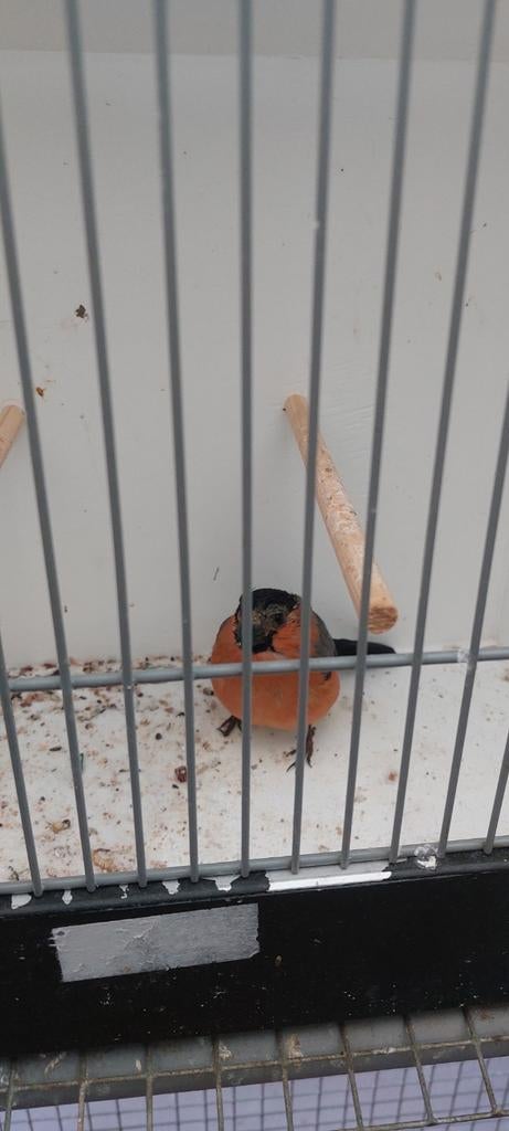 Europese goudvink  man 2025, Dieren en Toebehoren, Mannelijk, Wildzangvogel
