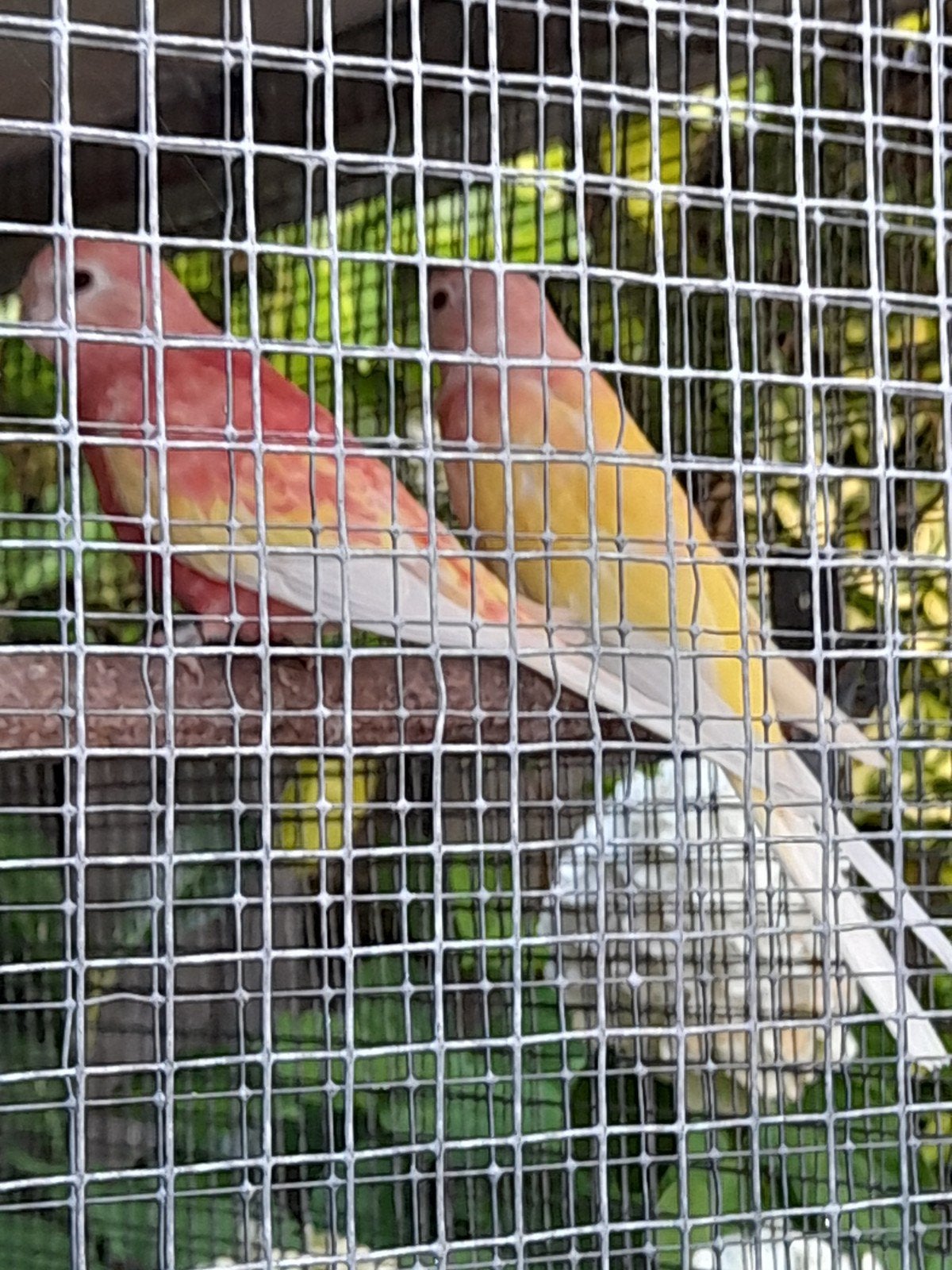 2 mooie bewezen Bourkes poppen Bourks zijn geringd., Dieren en Toebehoren, Vrouwelijk, Parkiet, Geringd
