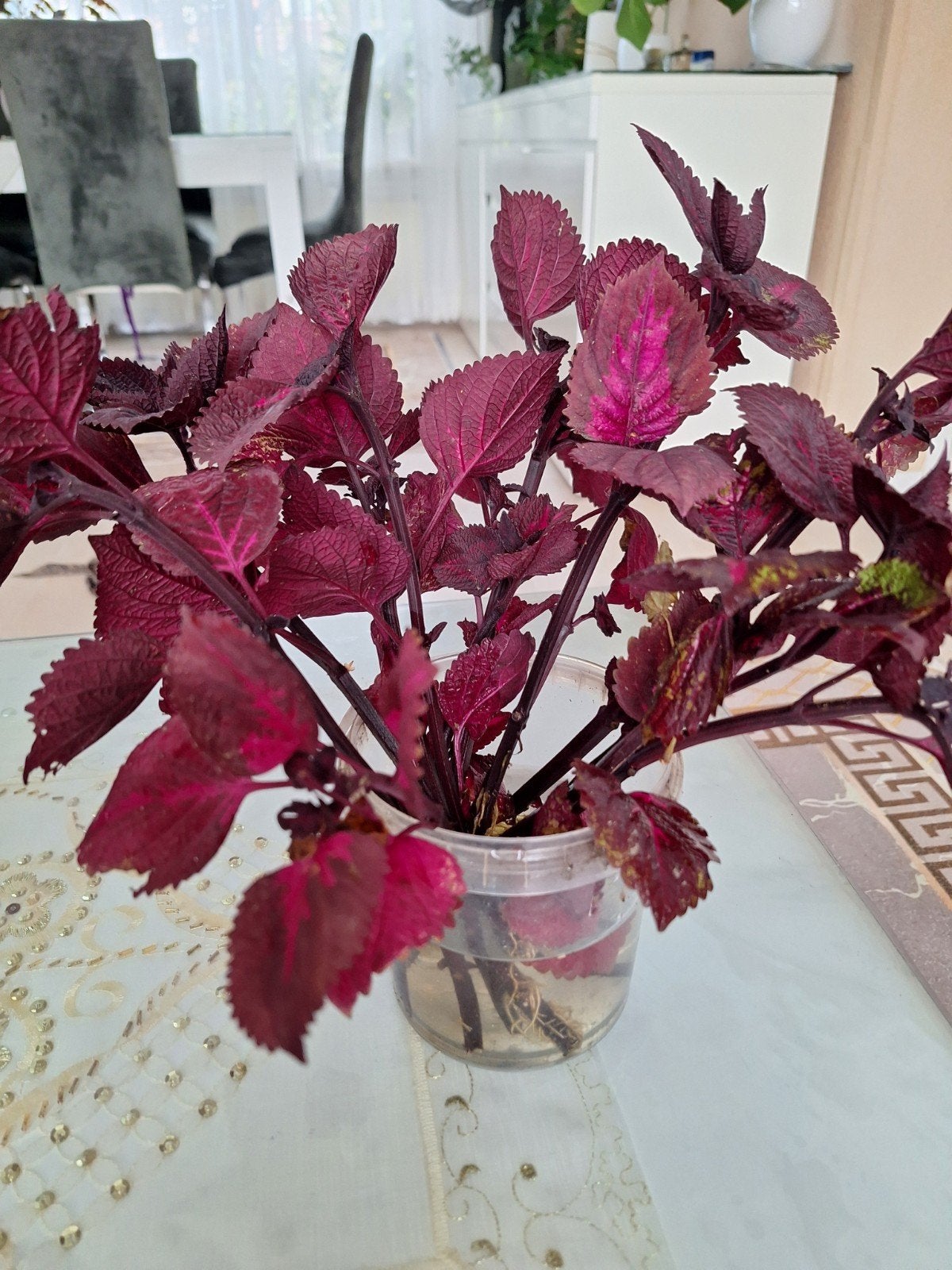 Prachtige Coleus stekjes - Diverse kleuren, Eenjarig, Bloeit niet, Halfschaduw, Ophalen