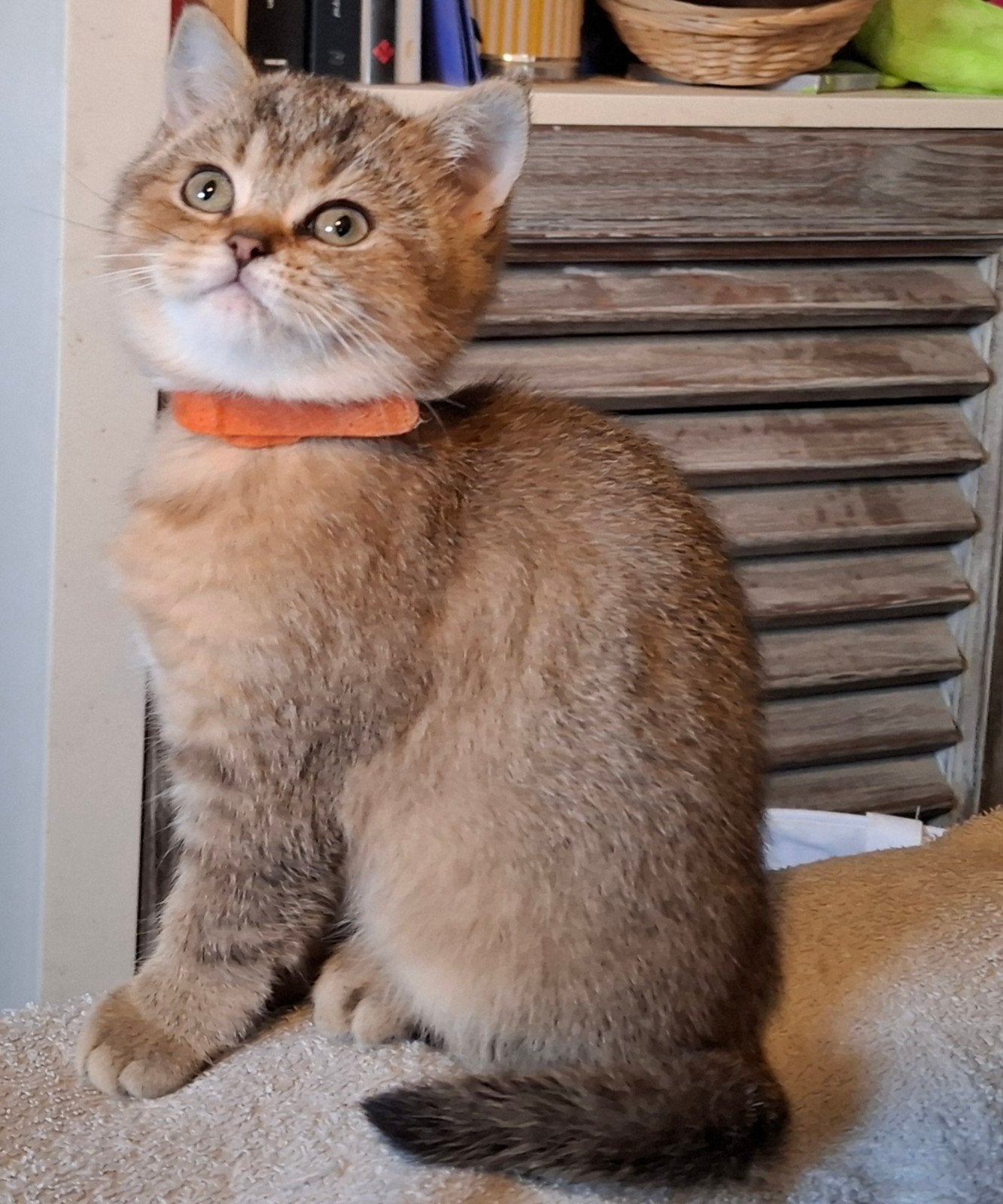 ‍ 🐈‍⬛ Britse korthaar kittens. 🐈‍⬛