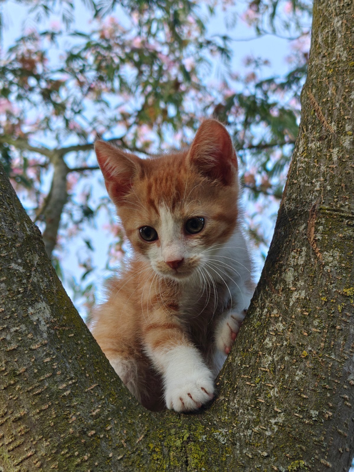 Rode kitten, Dieren en Toebehoren, Katten en Kittens | Overige Katten, Kater, 0 tot 2 jaar