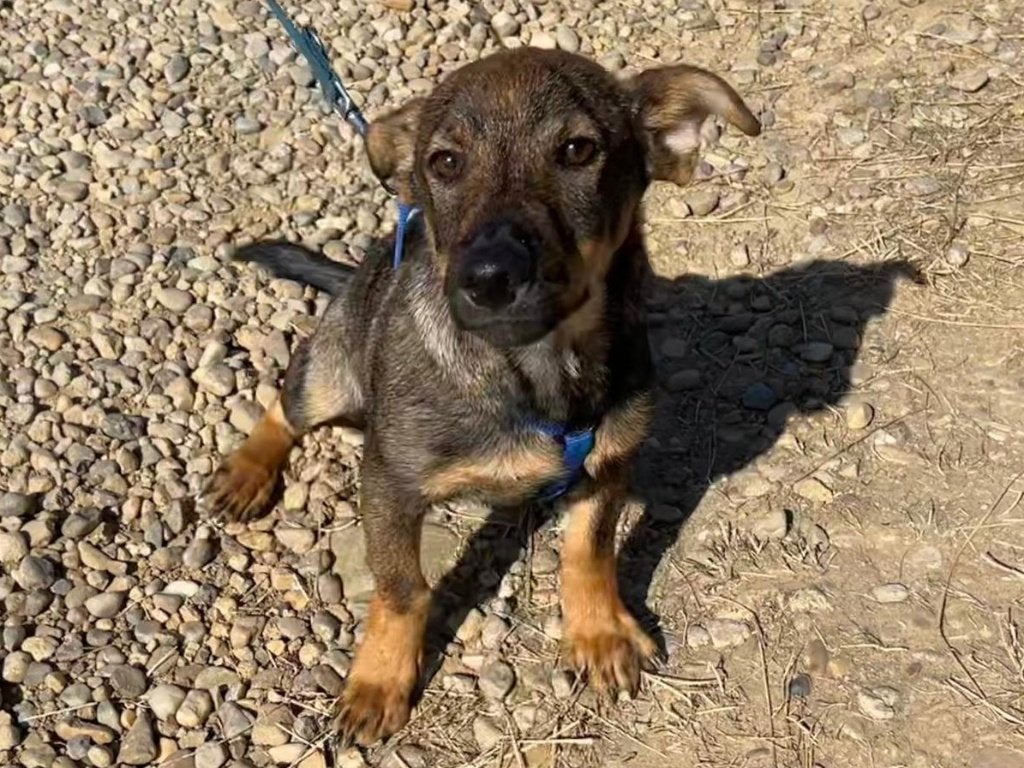 Jonge hond Boby is gek op aandacht en knuffels, Dieren en Toebehoren, Particulier, 15 weken tot 1 jaar, Reu, Buitenland