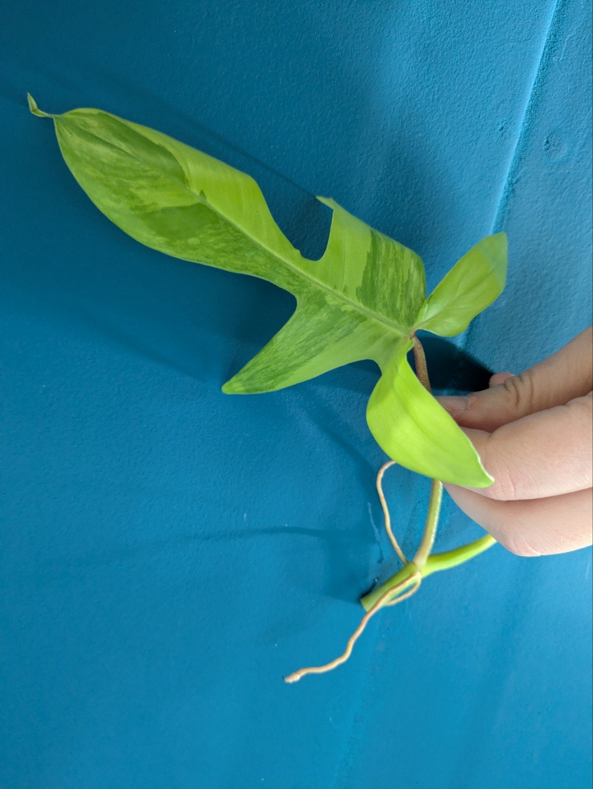 Philodendron Florida Beauty variegata stek, Huis en Inrichting, Kamerplanten, Verzenden, Halfschaduw, Minder dan 100 cm