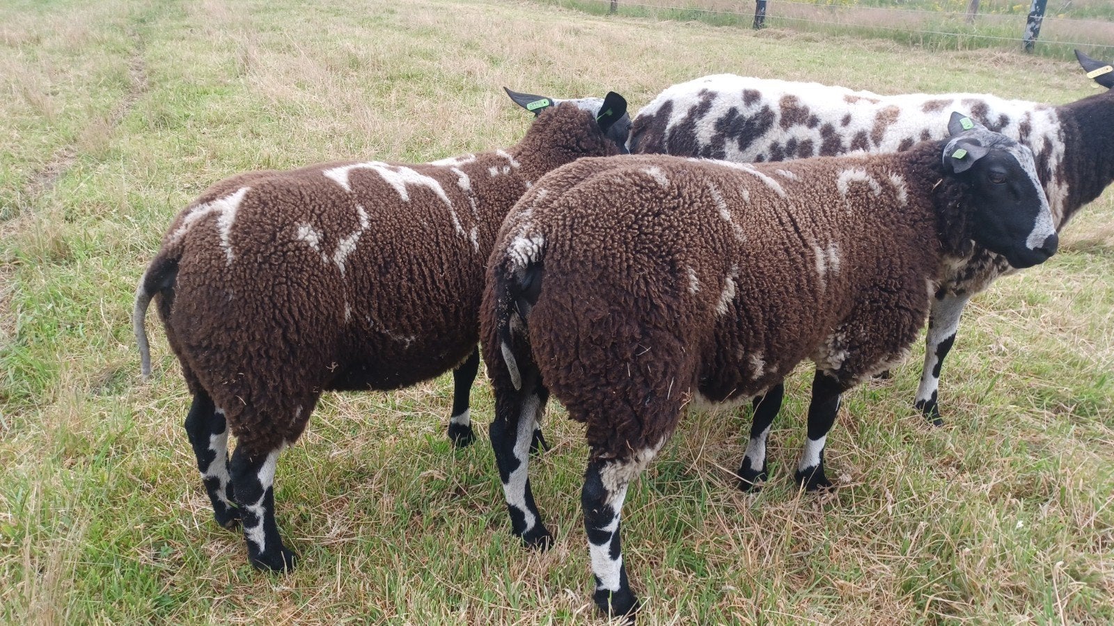 Bonte Rammen tekoop, Dieren en Toebehoren, Mannelijk, Schaap, 0 tot 2 jaar