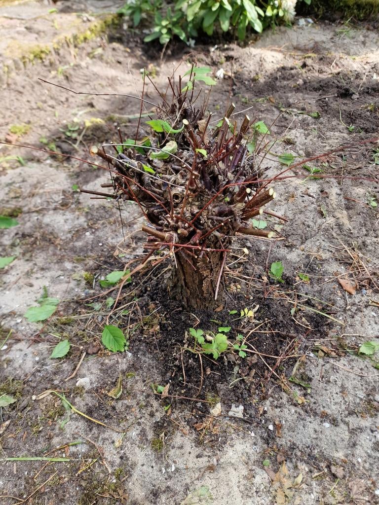 Prunus boompje/ Japanse sierkers  klein geënt op stam, Tuin en Terras, Overige soorten, Lente, Minder dan 100 cm, Ophalen