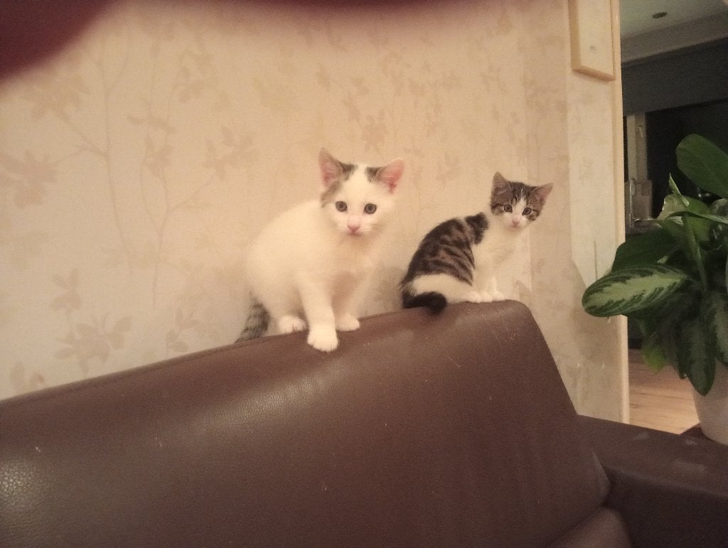 kittens, Kater, Ontwormd, 0 tot 2 jaar