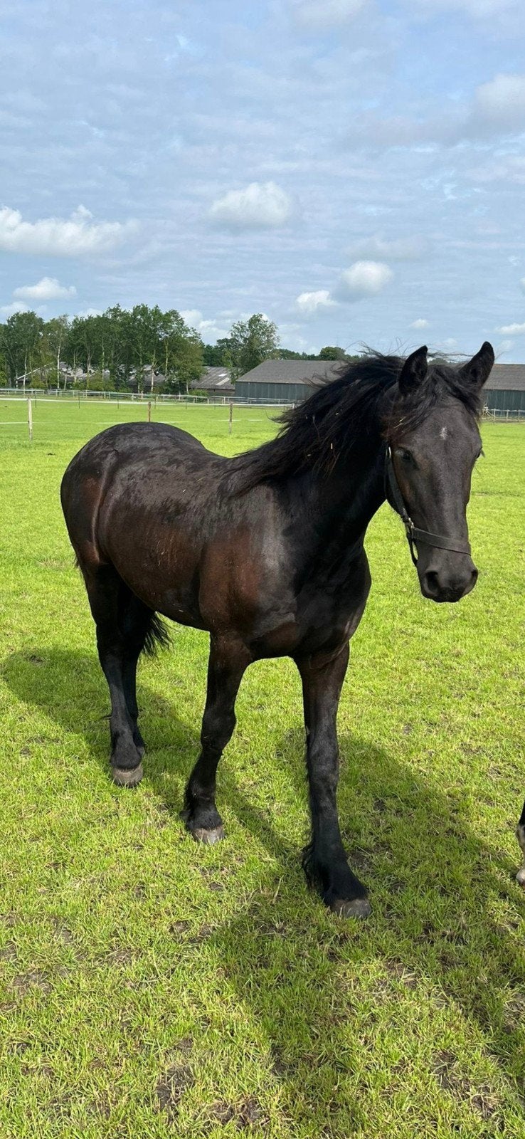 Prachtige fries, jaarling ruin , Take 455 x Andries 415, Ruin, Dressuurpaard, 0 tot 2 jaar