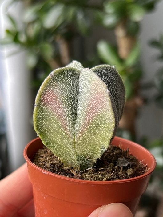 Astrophytum myriostigma onzuka variegata (cactus), Ophalen of Verzenden, Minder dan 100 cm, In pot, Cactus