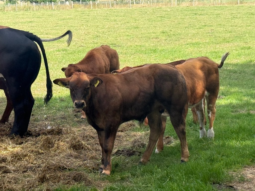 Dikbil, Dieren en Toebehoren, Runderen, Mannelijk