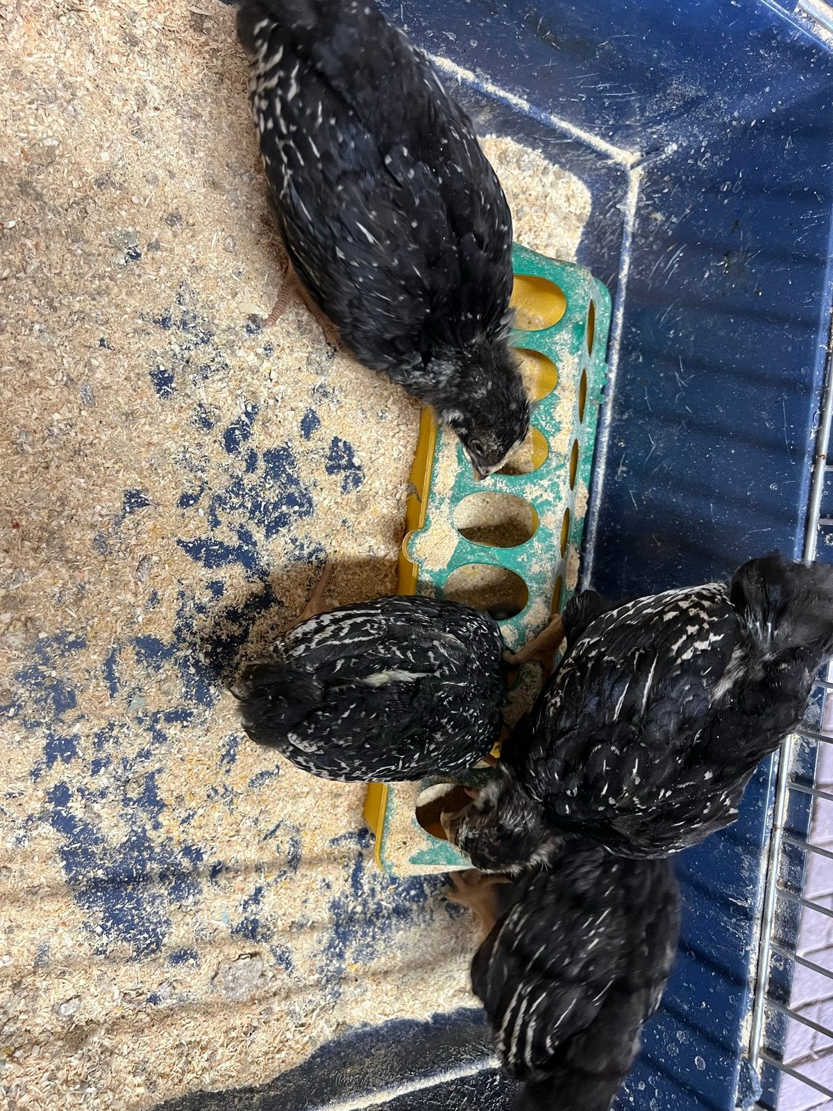 Te koop zilveren Barnevelder kriel kippen., Meerdere dieren, Kip