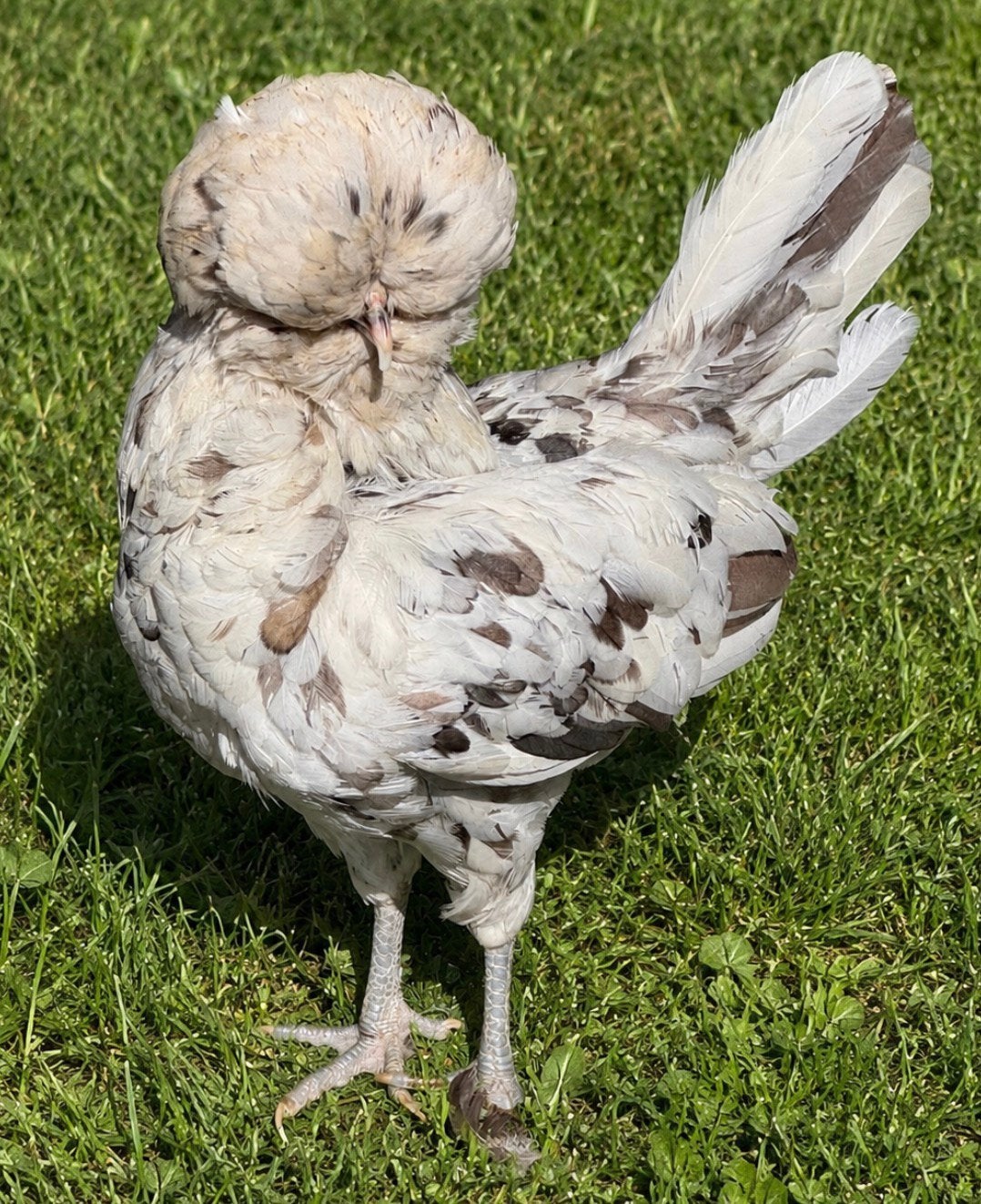 Prachtige padua splash hen met mooie volle kuif, Vrouwelijk, Kip