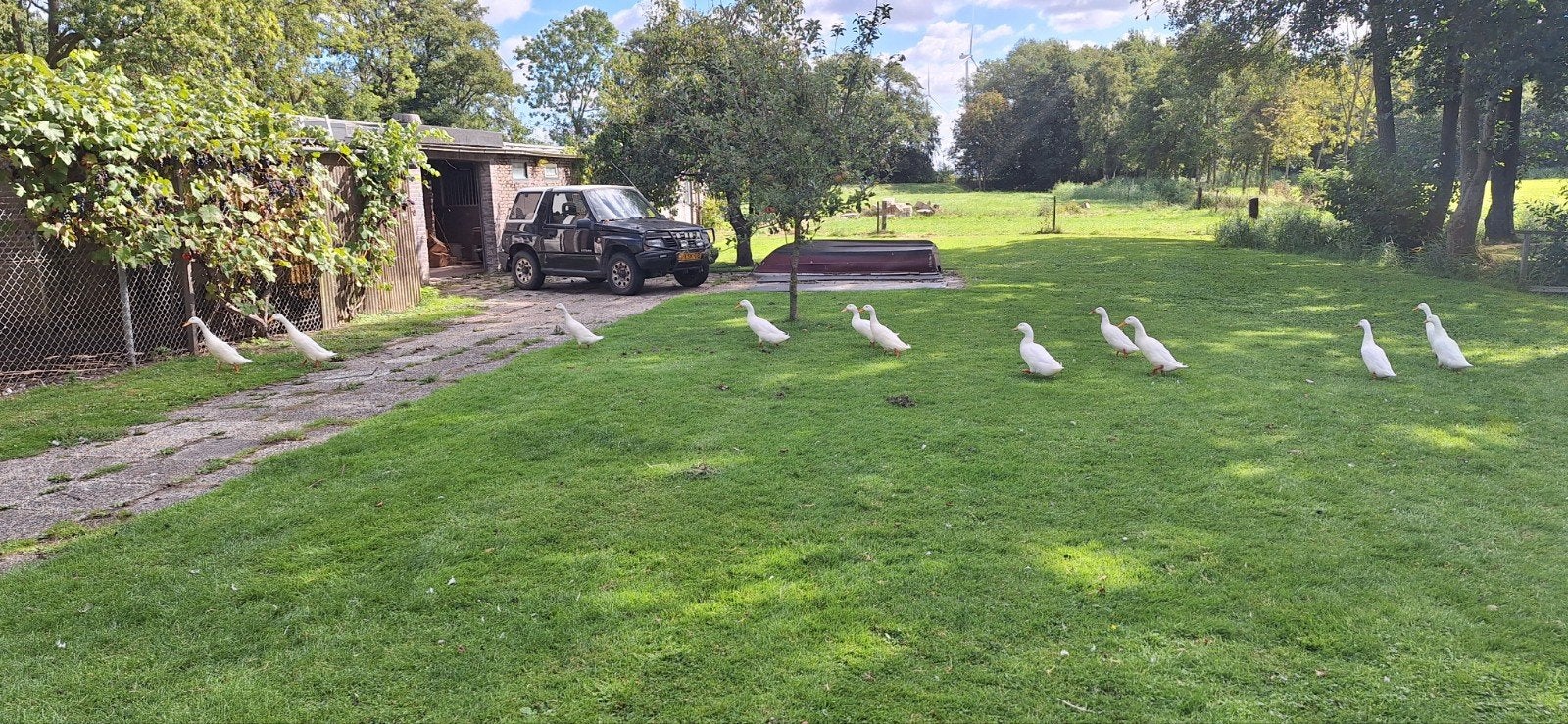 14 witte loopeenden, Dieren en Toebehoren, Pluimvee, Meerdere dieren, Eend