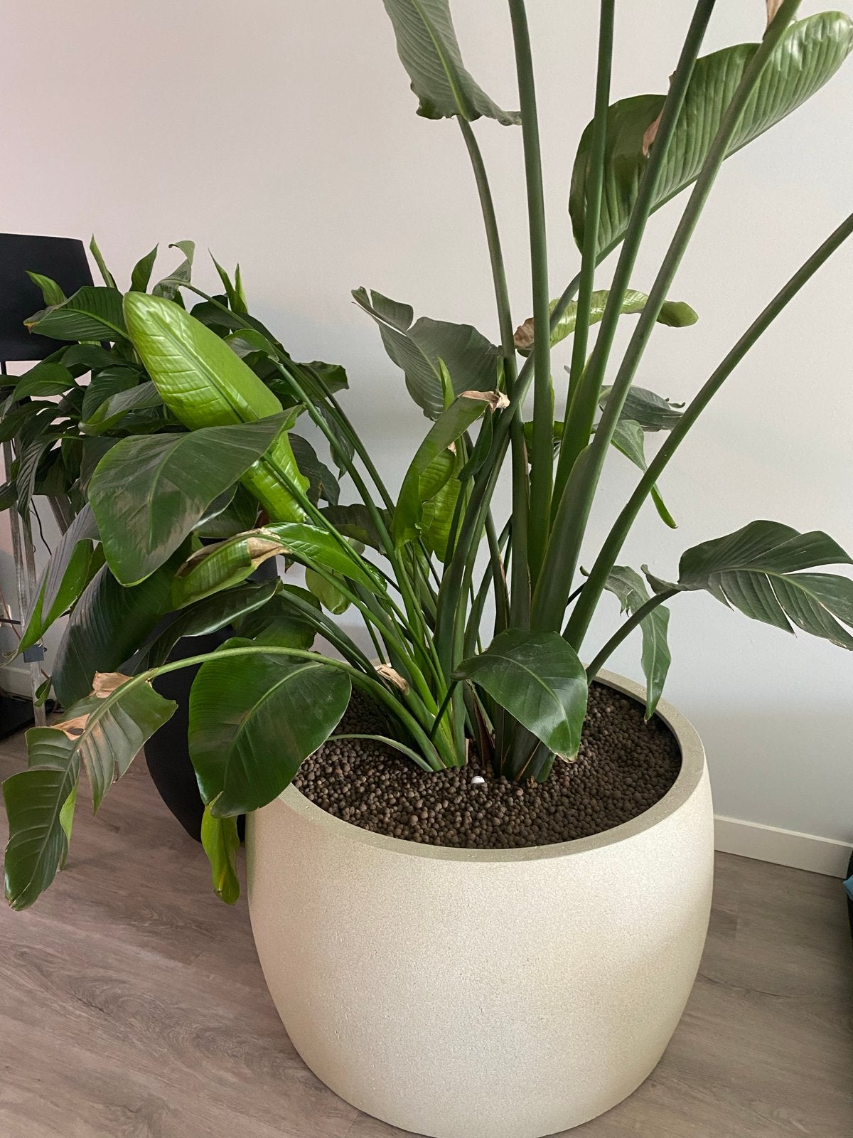 Grote beige bloempot met Strelitzia plant, Huis en Inrichting, Woonaccessoires | Vazen, Ophalen of Verzenden, Zo goed als nieuw