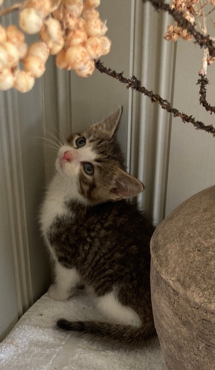 Kitten kittens, Meerdere dieren