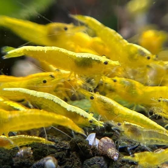 Neocaridina Yellow Neon Backstripe - Gezond en Felgekleurd, Kreeft, Krab of Garnaal, Zoetwatervis