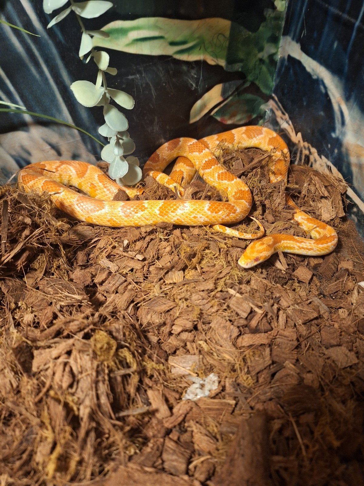 te koop koppel ratteslangen, Dieren en Toebehoren, Slang, 0 tot 2 jaar