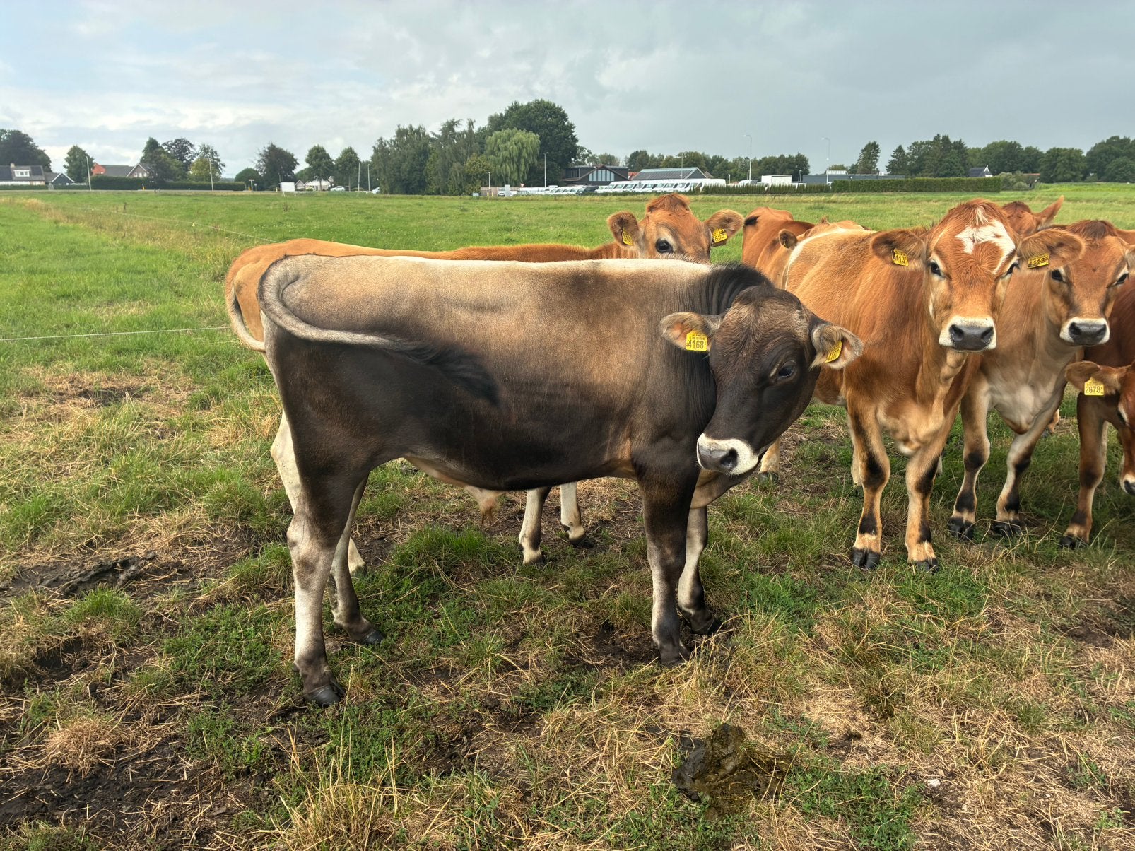 Skal gecertificeerde Jersey stier, Dieren en Toebehoren, Runderen, Mannelijk