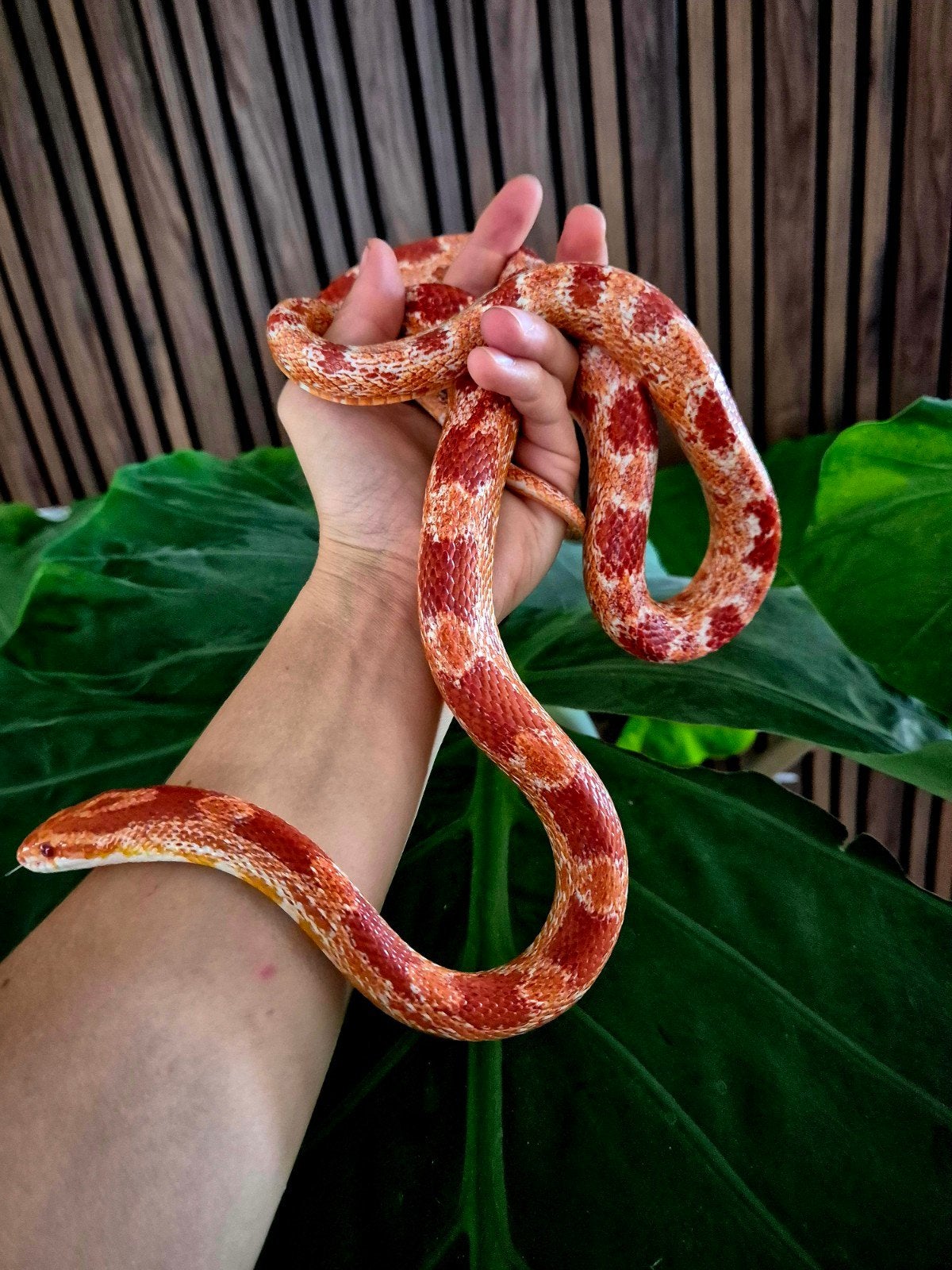 Rattenslangen uit opvang zoeken een nieuw thuis Rat Snake photo 2