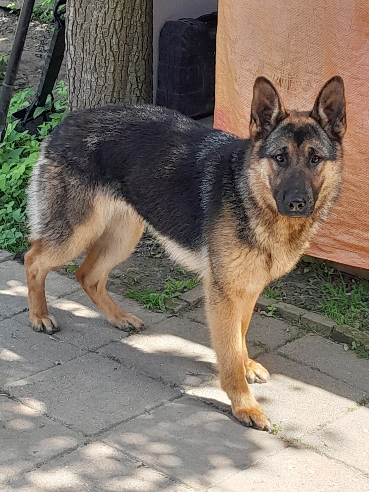 Duitse herder zoek een nieuwe eigenaar, Dieren en Toebehoren, Honden | Herdershonden en Veedrijvers, 1 tot 2 jaar, Teef, Eén hond