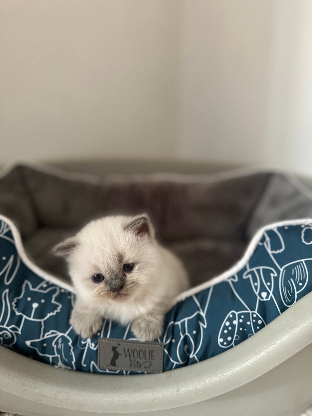 Ragdoll kitten, Ophalen of Verzenden