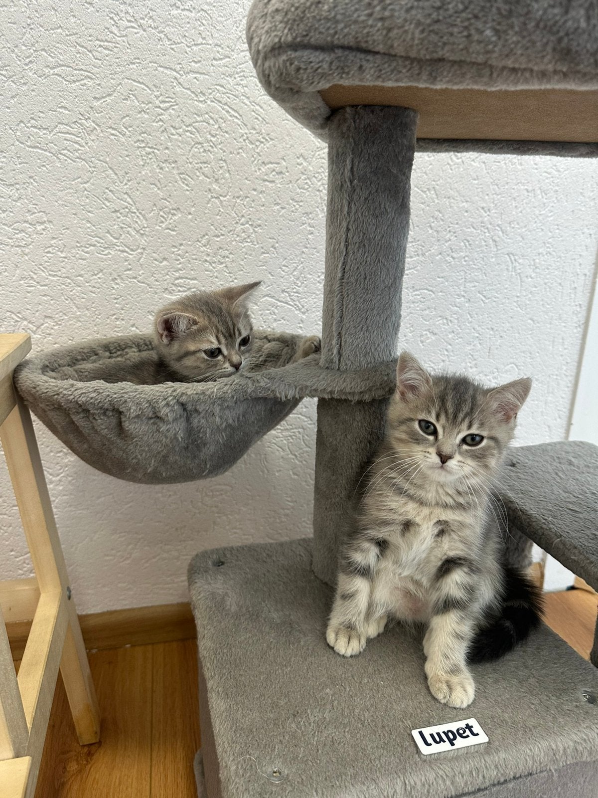 britse korthaar kittens, Meerdere dieren, Kortharig, 0 tot 2 jaar