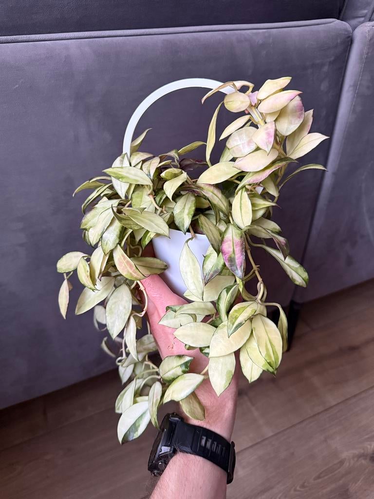 Hoya walliniana variegata, Ophalen of Verzenden, Halfschaduw, Minder dan 100 cm