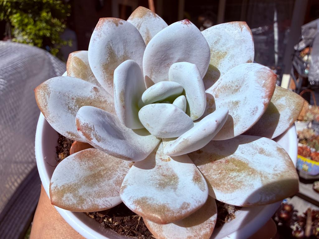 Echeveria Laui/pot 9cm/vetplant/succulent, Ophalen of Verzenden, Halfschaduw, Minder dan 100 cm