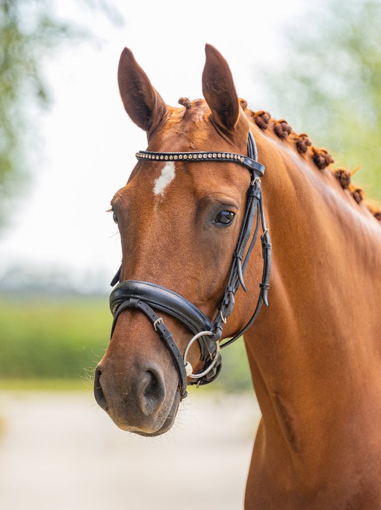 Talentvolle 5 jarige L2 merrie, Dieren en Toebehoren, Paarden, Merrie, Met stamboom, Dressuurpaard, 3 tot 6 jaar