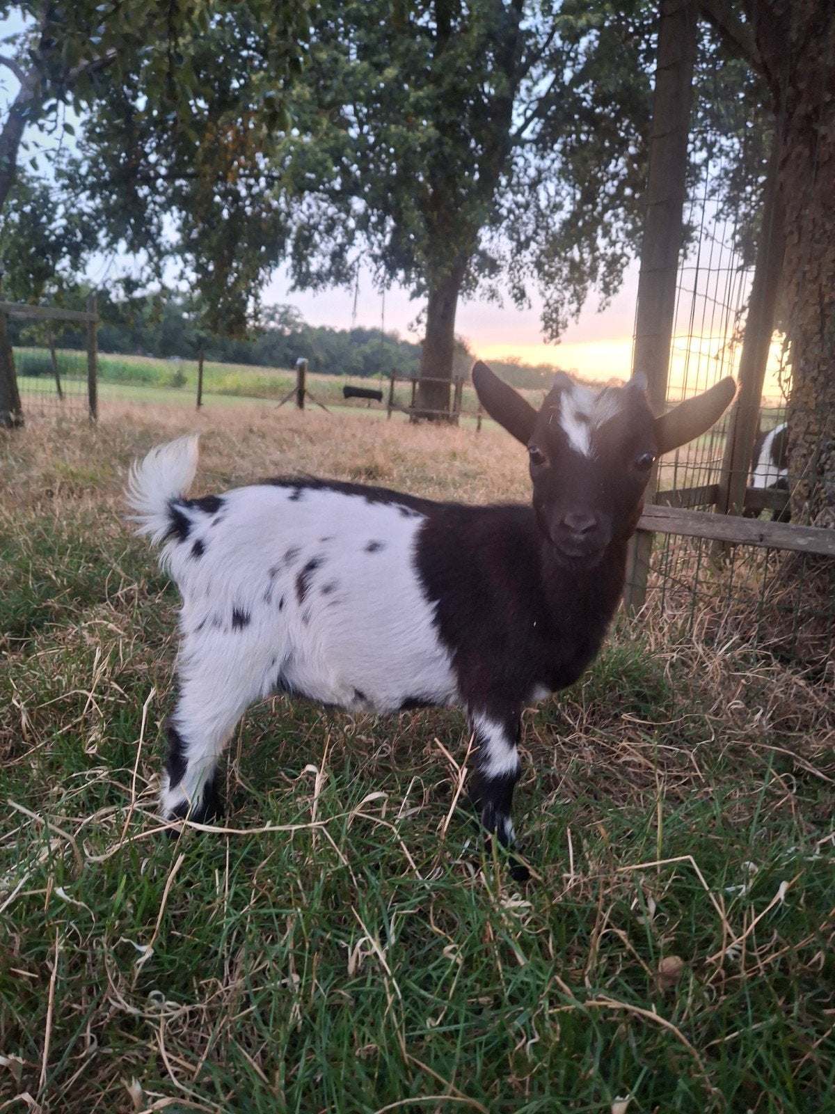 2 jonge dwergbokjes te koop, Dieren en Toebehoren, Mannelijk, Geit