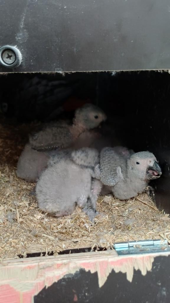 Grijze roodstaart roodstaarten, Dieren en Toebehoren, Vogels | Parkieten en Papegaaien, Geslacht onbekend, Papegaai, Geringd