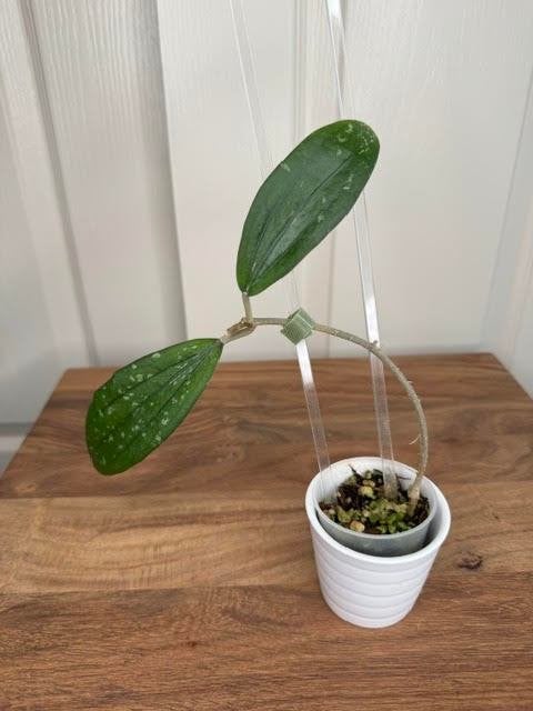 4 Hoya : obcordata, pseudo litoralis, rindu rafflesia, Huis en Inrichting, Ophalen of Verzenden, Overige soorten, Halfschaduw