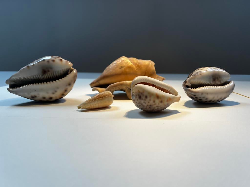 fossiele strombus gigas en oude tijgerkauri cowrie schelpen, Ophalen of Verzenden, Schelp(en)
