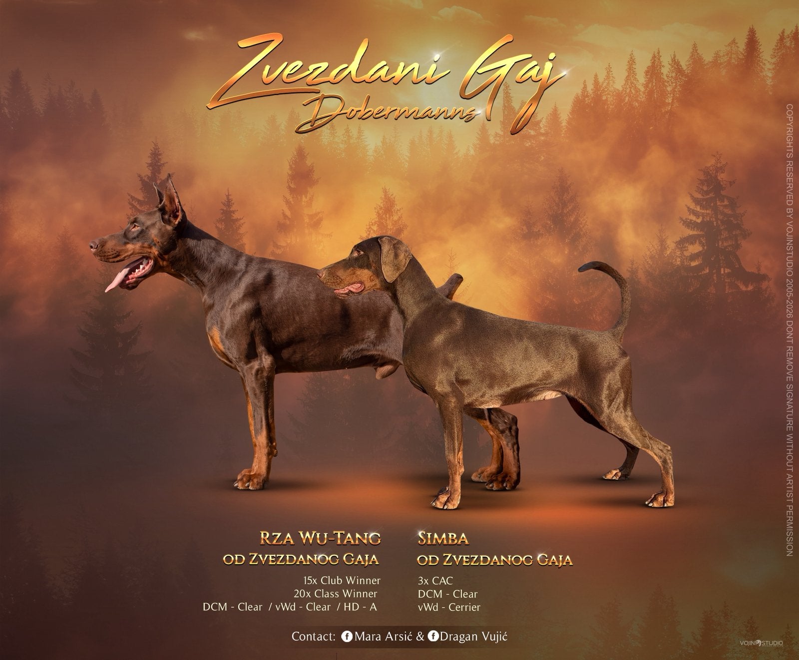 Dobermann pupps, Overige rassen, 8 tot 15 weken, Buitenland, Parvo