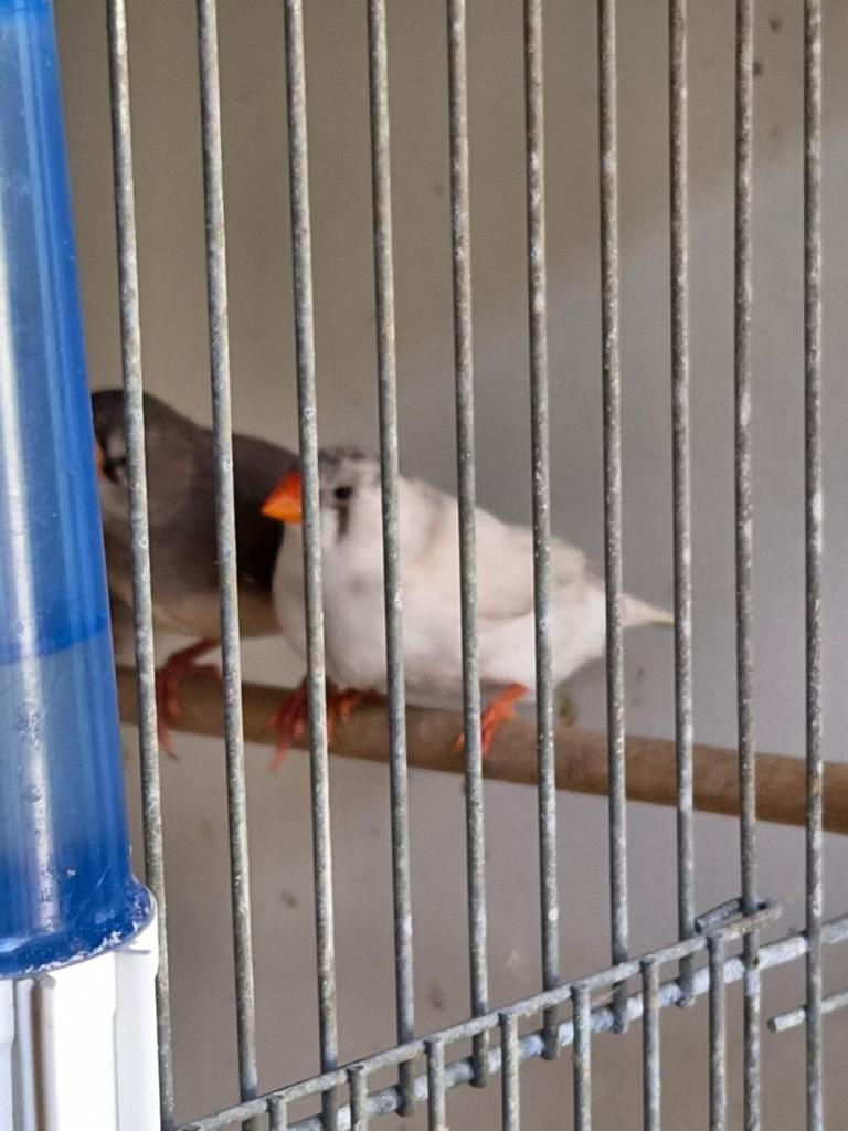 Diverse jonge zebravinken 26, Dieren en Toebehoren, Vrouwelijk