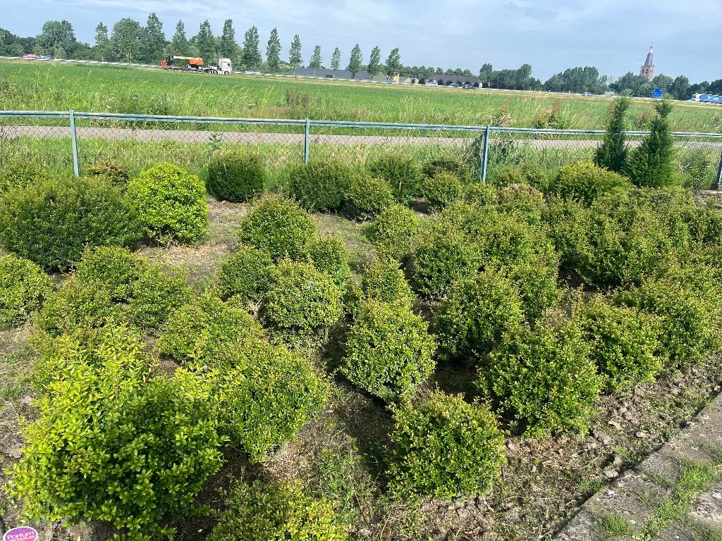 ilex bollen, Tuin en Terras, Ophalen, Overige soorten, Haag, Minder dan 100 cm