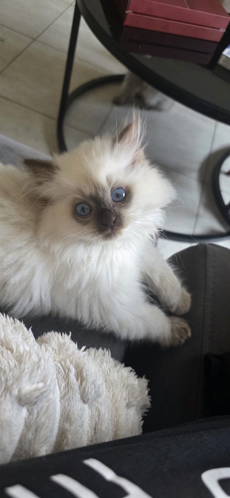 Britse Langhaar kittens, Poes
