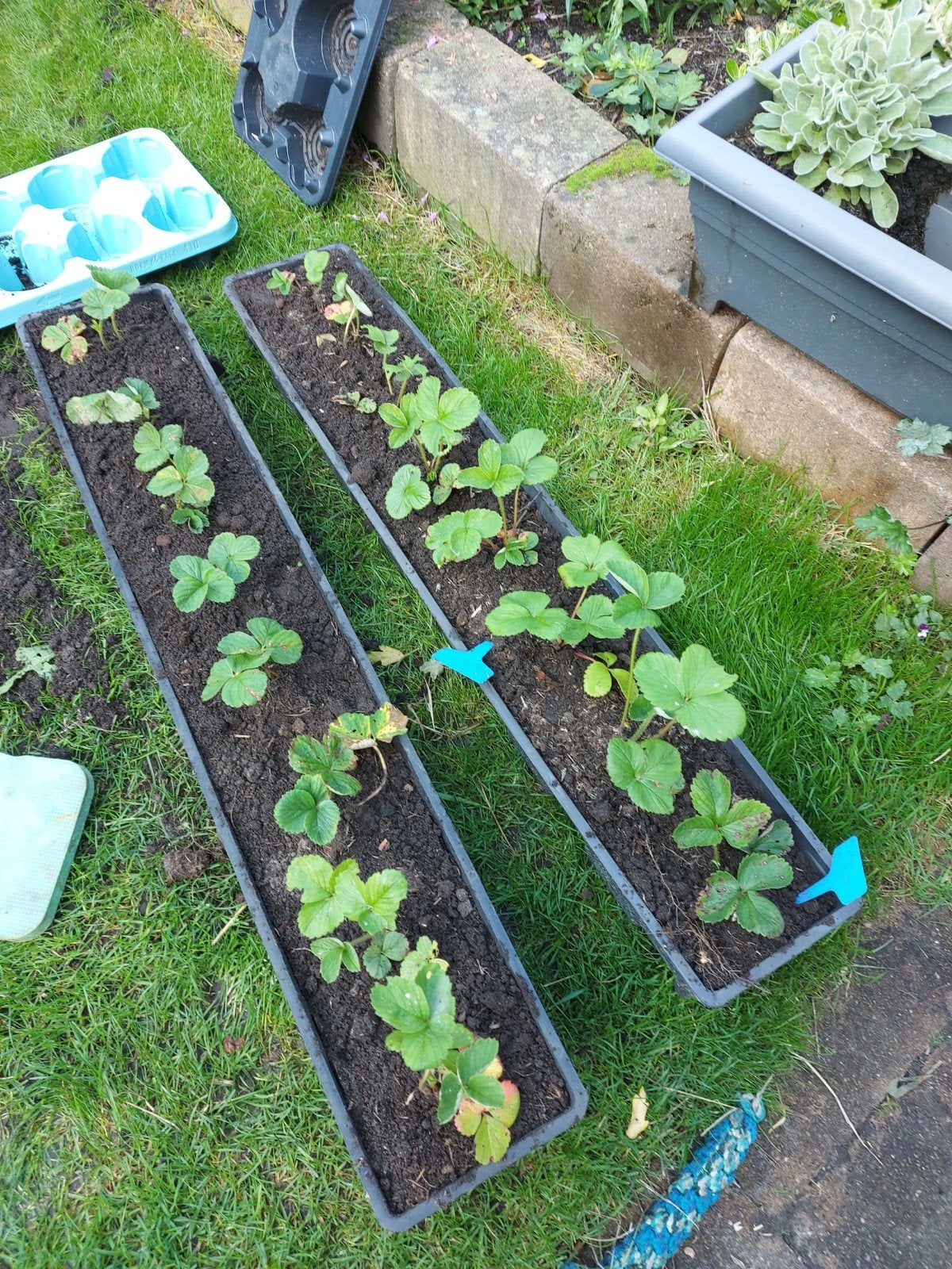 8 aardbei elsanta en zweden met kweekbak mix&match moestuin, Ophalen, Volle zon, Vaste plant, Zomer